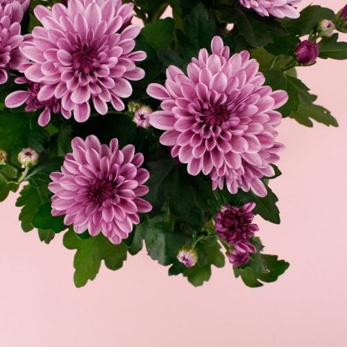 3. Chrysant BW