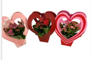Calandiva 12 cm - Heart cover Valentijn Copy