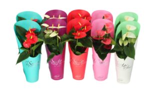 Bloeimix in Specially giftcover
