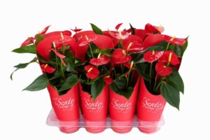 Anthurium in giftcover - red