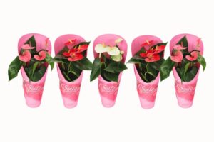 Anthurium in specially giftcover