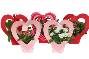 Heartcover bloeimix 12cm