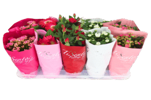 Bloeimix Valentine