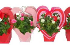 Heartcover rose 12cm