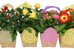 Flower mix in egg box