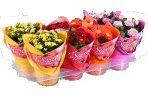 Flowemix in handle cover Stacy 12 cm