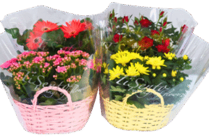 Elize basket bloom mix