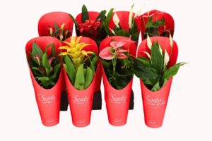 Bloeimix in giftcover