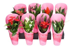 Bloeimix in Specially giftcover Rose